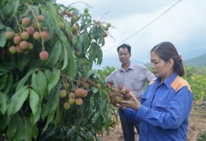 vườn cây sinh thái